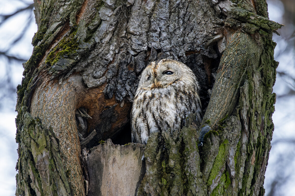 серая неясыть. - юрий макаров серая неясыть. - юрий макаров