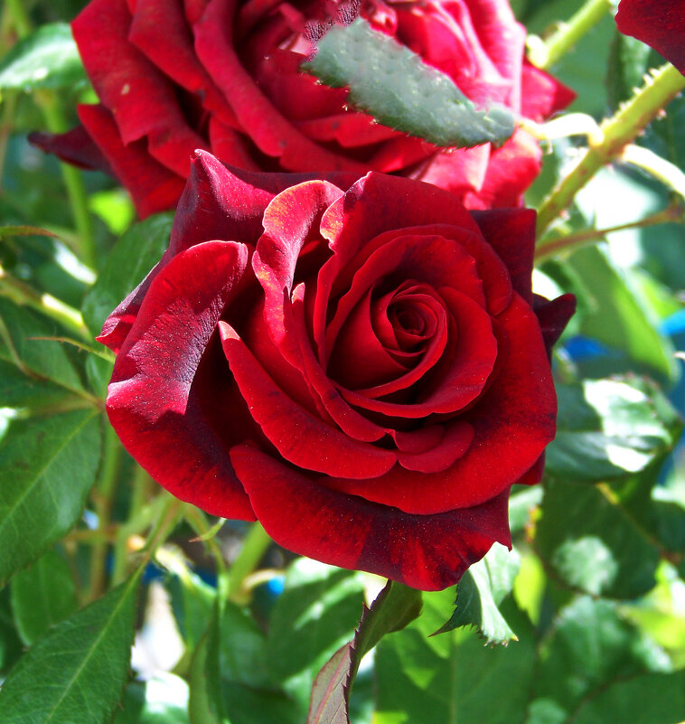 Бархатная  роза - Валентин Семчишин