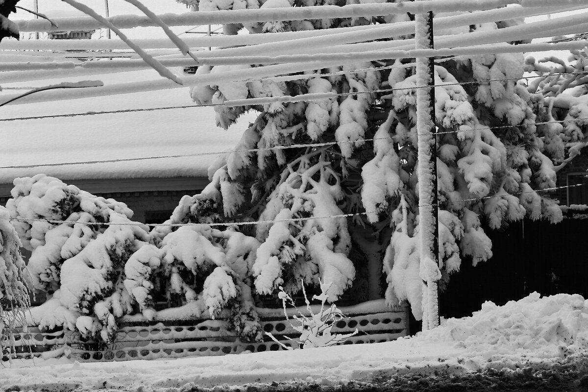 Спрятался в снегу - Юрий Гайворонскiий Спрятался в снегу - Юрий Гайворонскiий