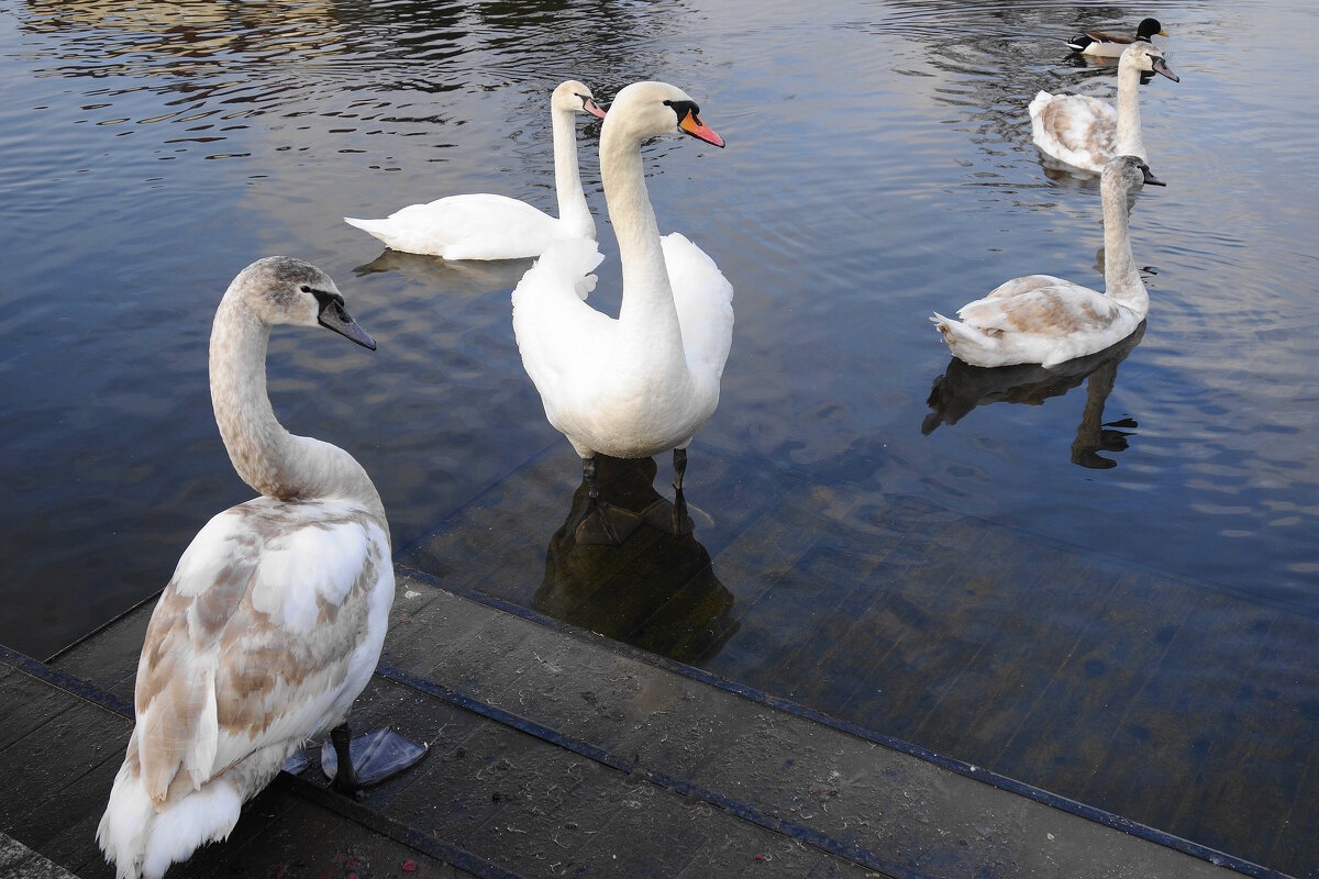 Лебеди на городском пруду - Рита Симонова Лебеди на городском пруду - Рита Симонова