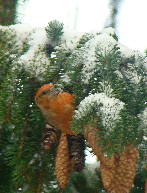 клёст еловик - gawrilа - dan