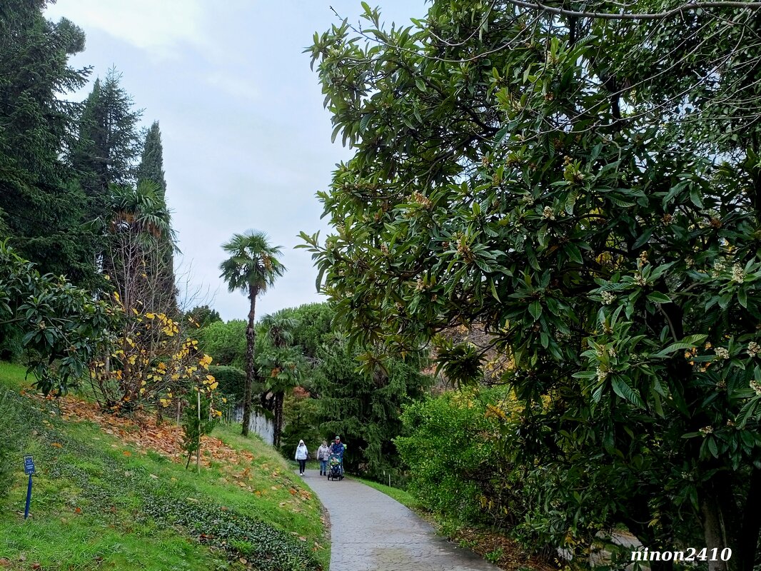 Адлер. Дендропарк "Южные культуры" - Нина Бутко Адлер. Дендропарк "Южные культуры" - Нина Бутко