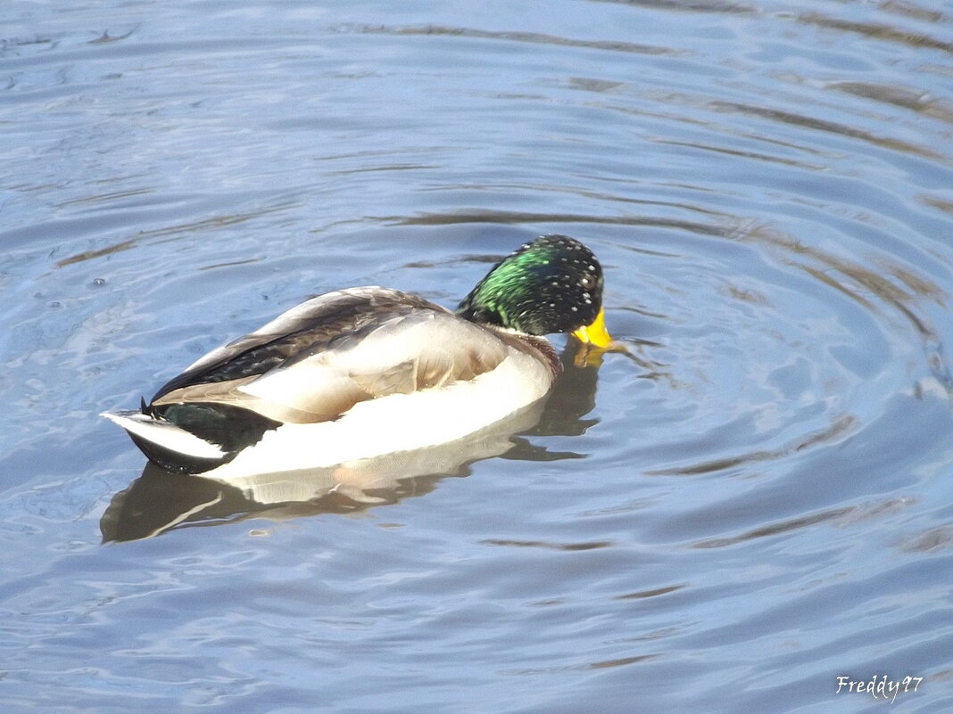 За добычей... - Freddy 97