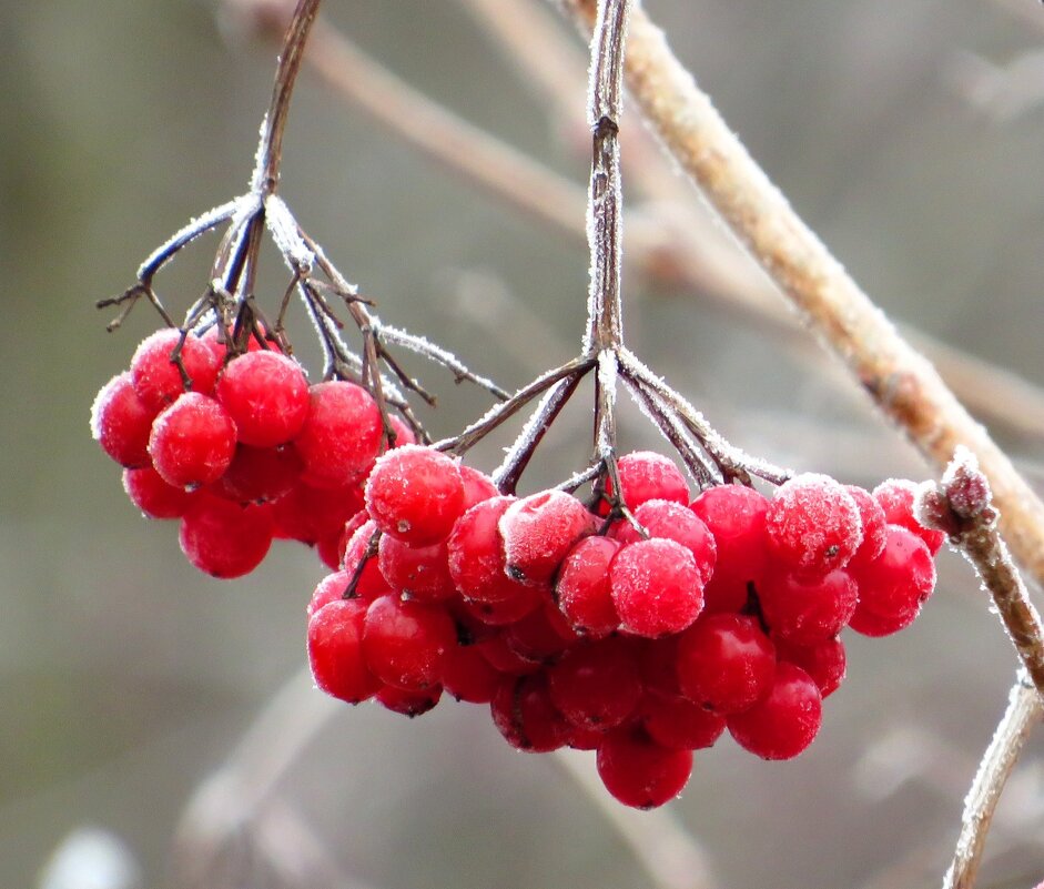 Гроздь калины - Андрей Снегерёв