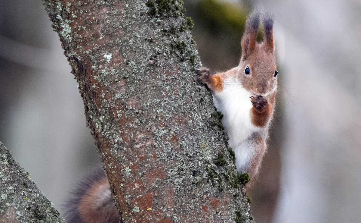*** - Владимир Безбородов