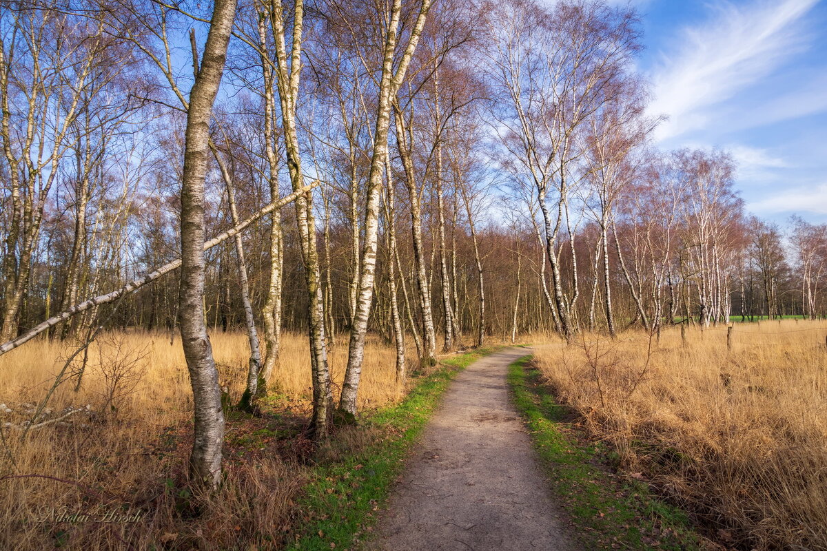 Среди берёз... - Николай Гирш Среди берёз... - Николай Гирш