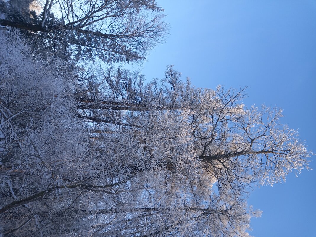 Зима - Сапсан 