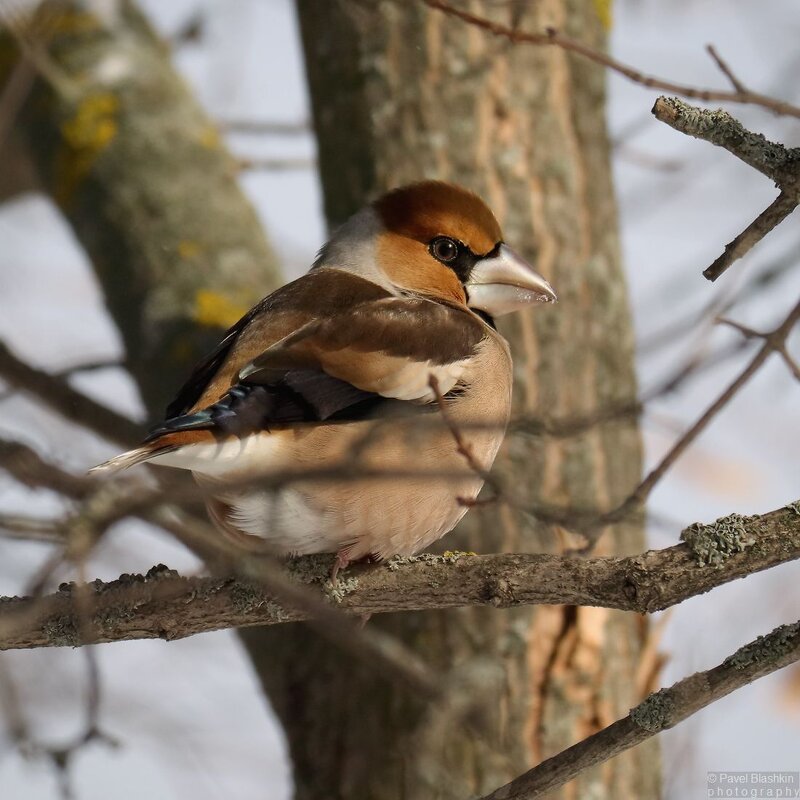Дубонос - Pavel Blashkin