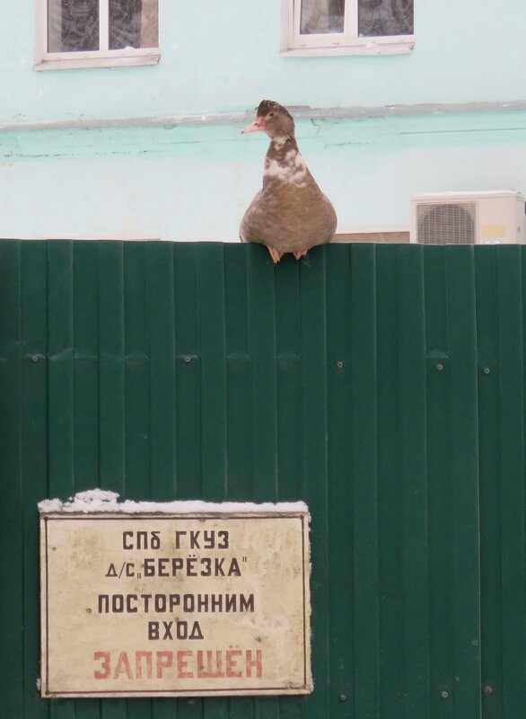 Лучший охранник. Никто не сможет пройти ни туда, ни обратно. - Валерия Яскович