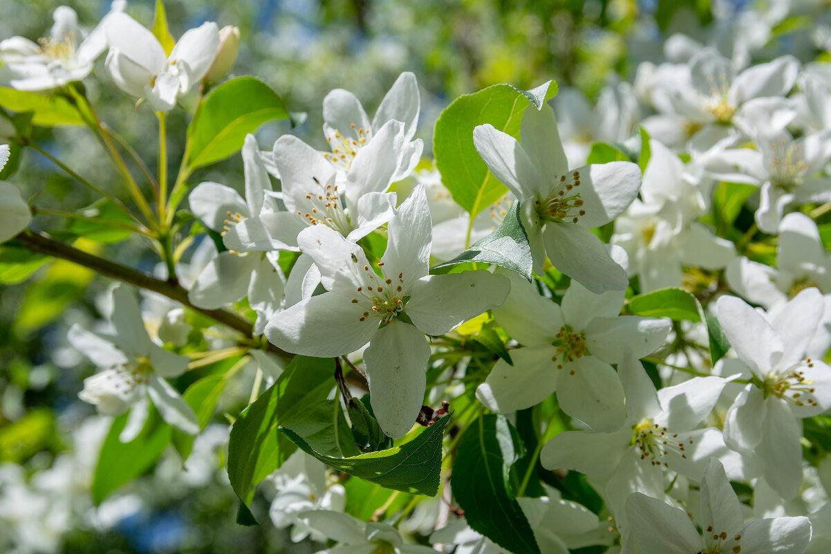 *** - Виктор Иванович Чернюк *** - Виктор Иванович Чернюк