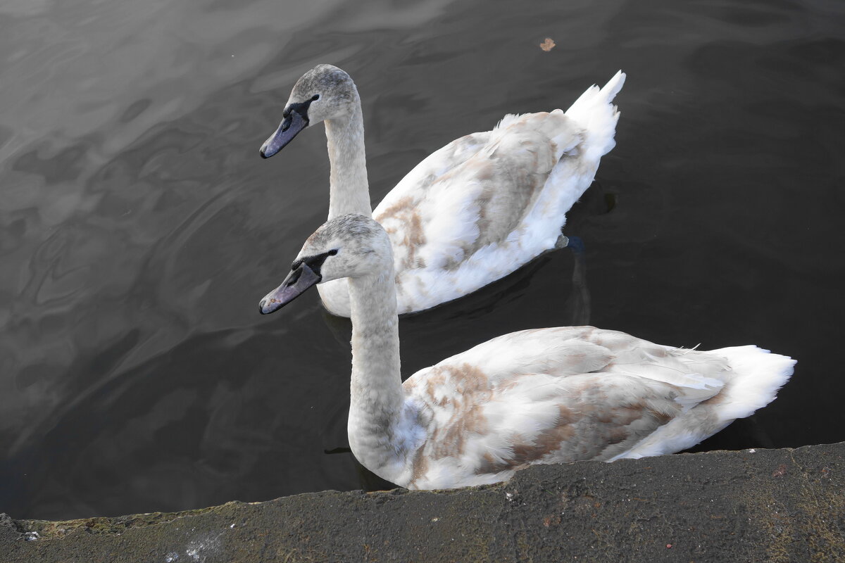 Лебединая молодежь - Рита Симонова