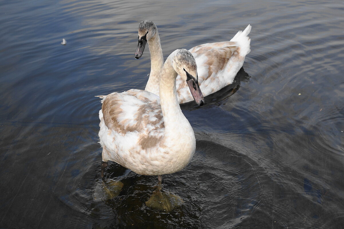 Лебединая молодежь - Рита Симонова Лебединая молодежь - Рита Симонова