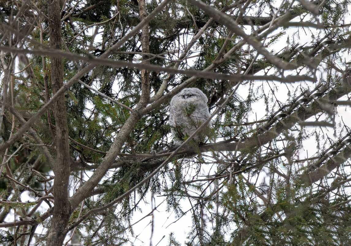 серая неясыть.(птенец) - юрий макаров