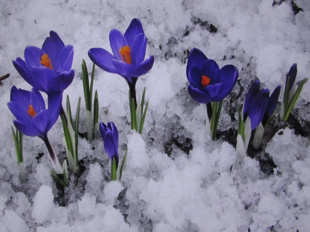 Засыпал красоту снежок - Людмила Смородинская Засыпал красоту снежок - Людмила Смородинская