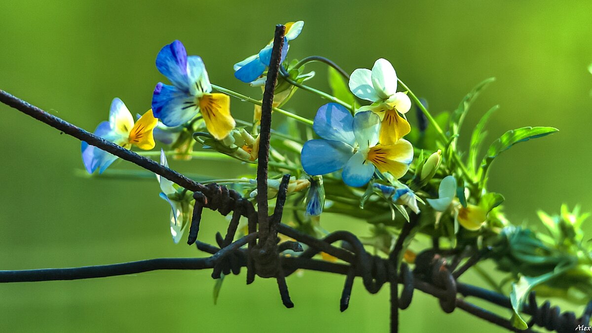 3722 - Alex . 3722 - Alex .