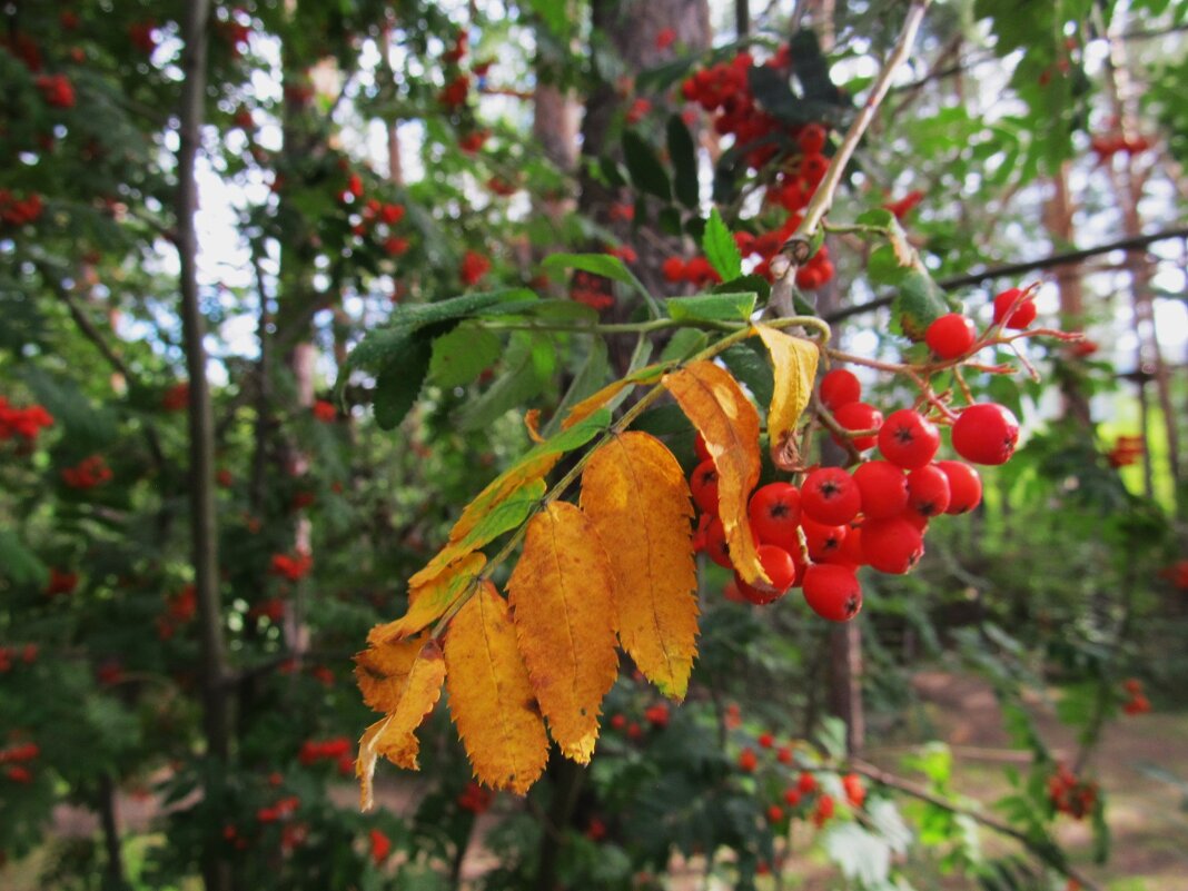 август на Урале - Елена Шаламова