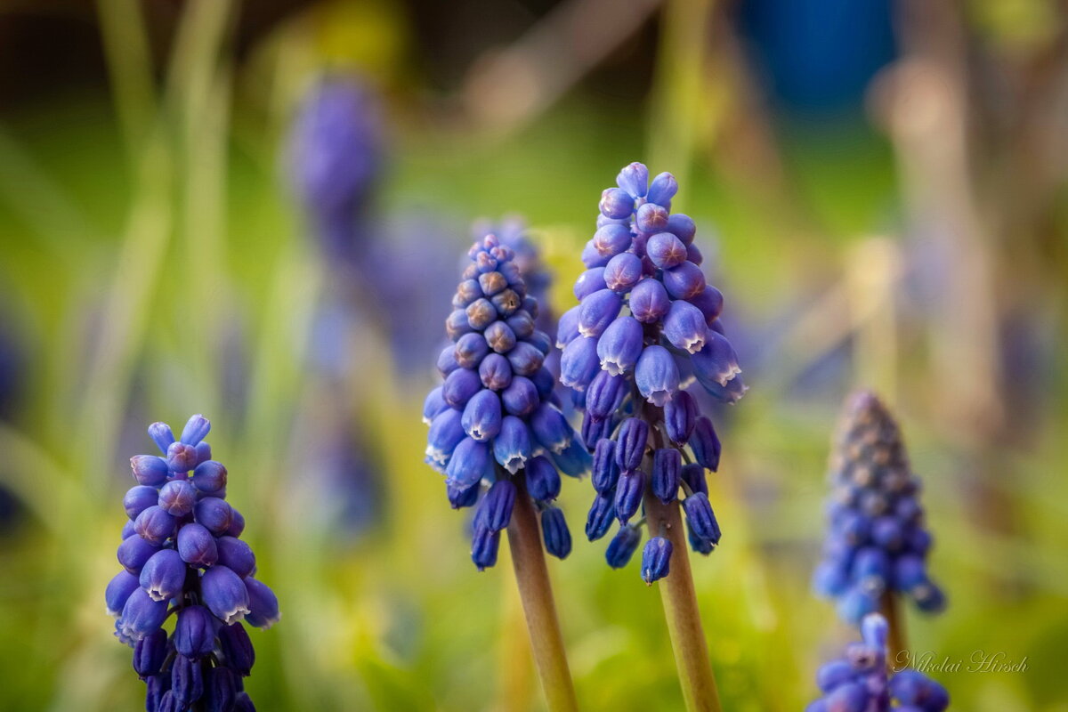Мускари... - Николай Гирш Мускари... - Николай Гирш
