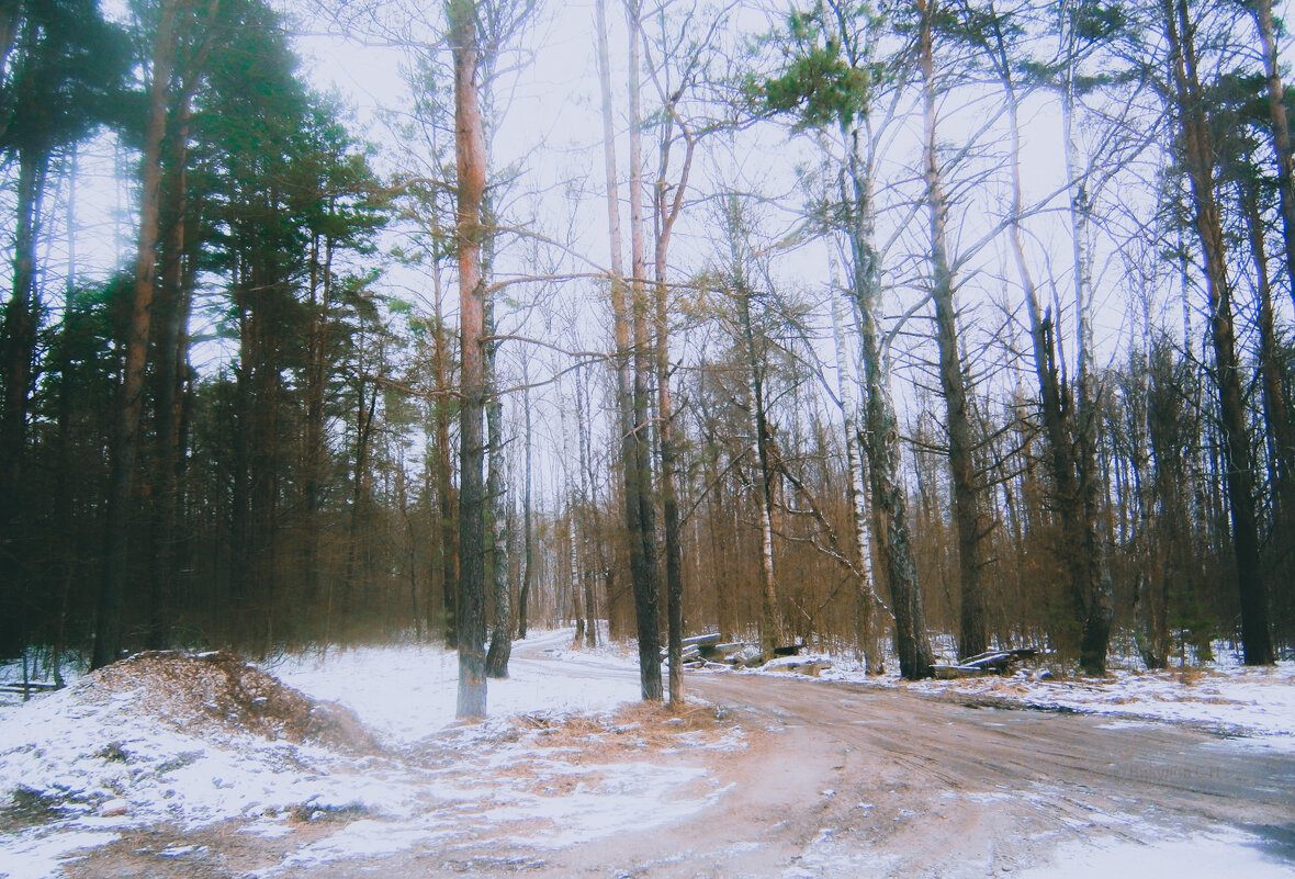 По лесной дороге - Sergei Vikulov