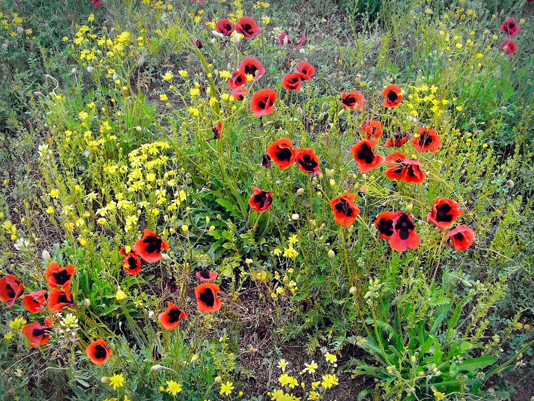 Май 2009 - Andy Май 2009 - Andy