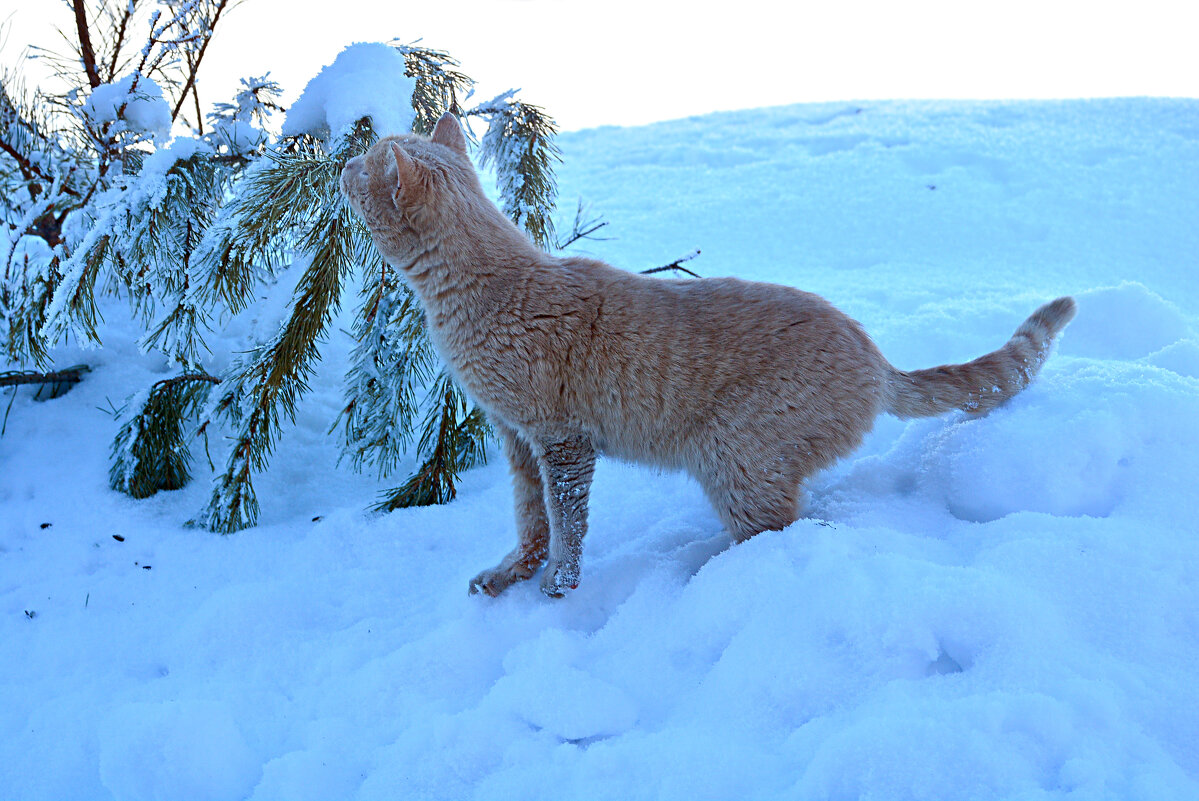 запах весны - леонид логинов запах весны - леонид логинов