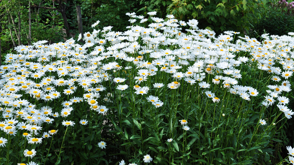 Ромашки. - Валерий Пославский