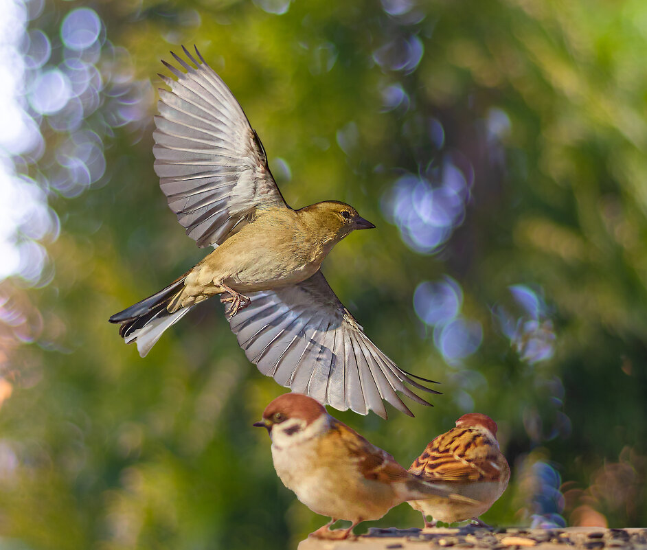 У кормушки... - Александр Посошенко У кормушки... - Александр Посошенко