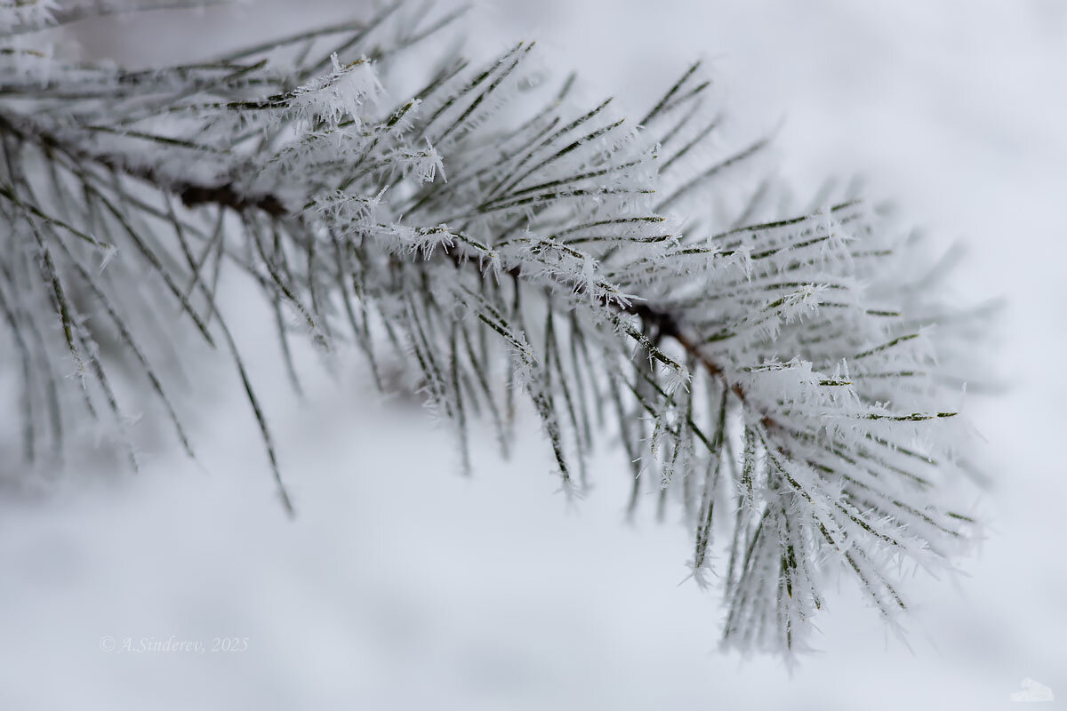 Ветка в инее - Александр Синдерёв