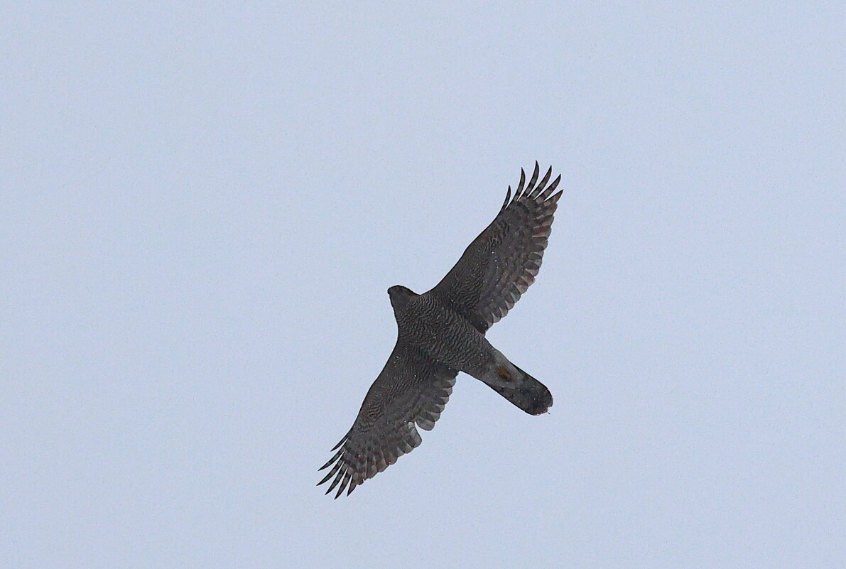 Хищник полетел... - Владилен Панченко