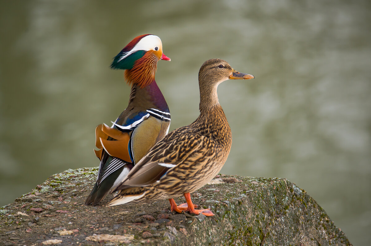 Заморский гость. - Sergey (Apg) Заморский гость. - Sergey (Apg)