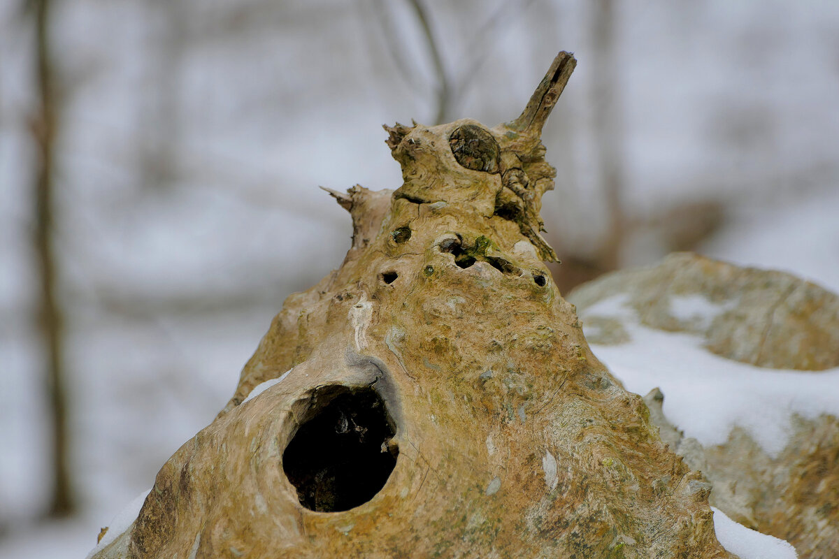 флора февраля 25 4 - Александр Прокудин флора февраля 25 4 - Александр Прокудин