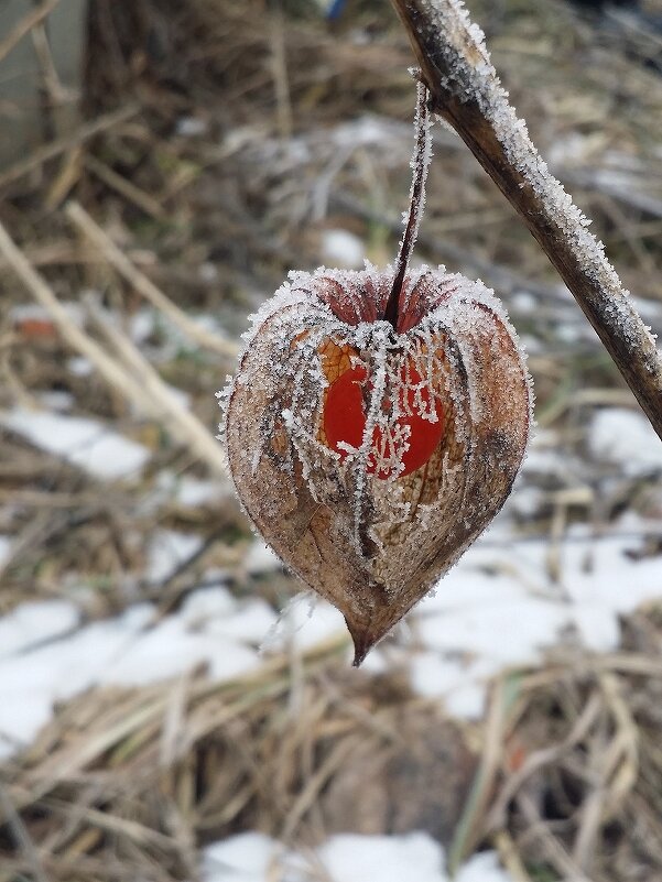 "фонарик" - Наталия Кольцова