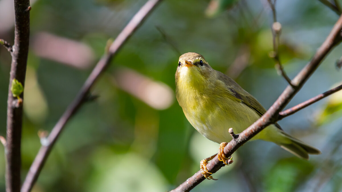 Пеночка - Владимир Лазарев Пеночка - Владимир Лазарев