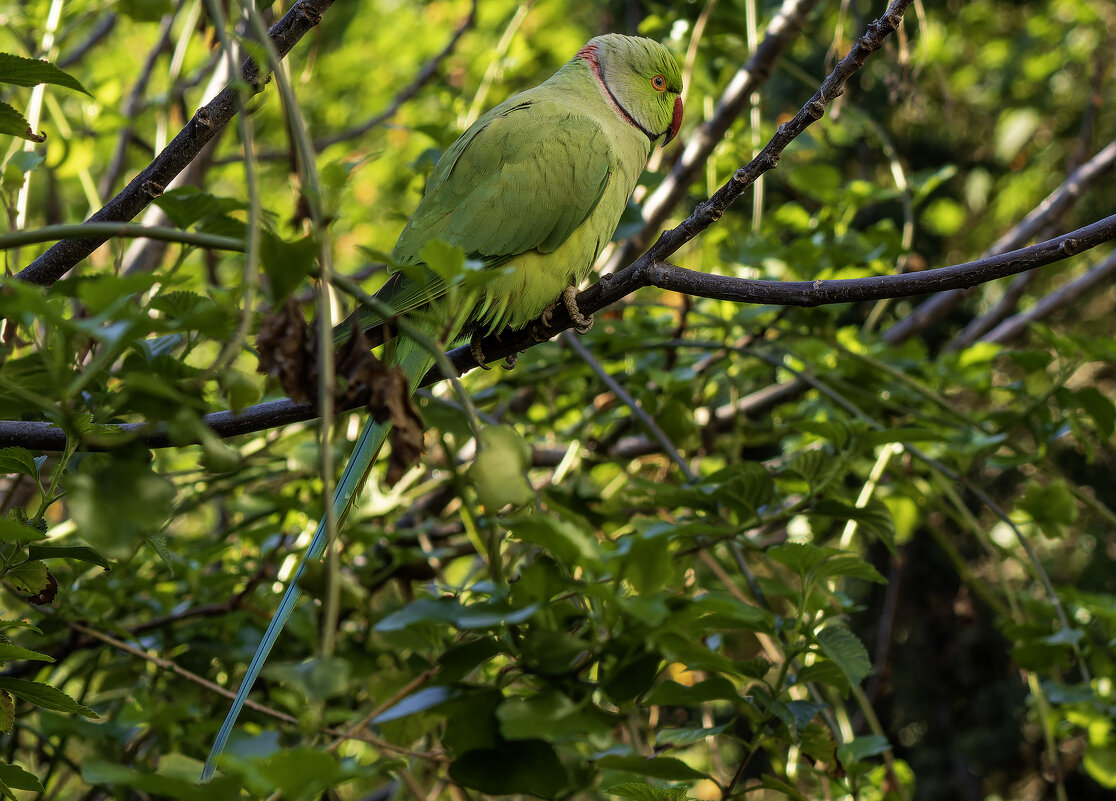 Индийский кольчатый попугай. - Alexander Amromin