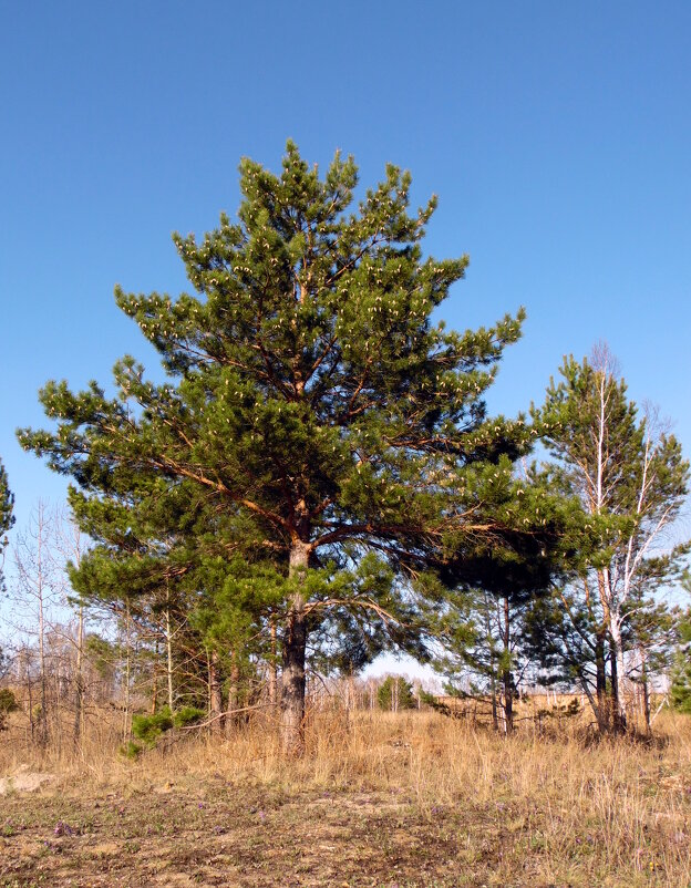 Сосна. - nadyasilyuk Вознюк Сосна. - nadyasilyuk Вознюк