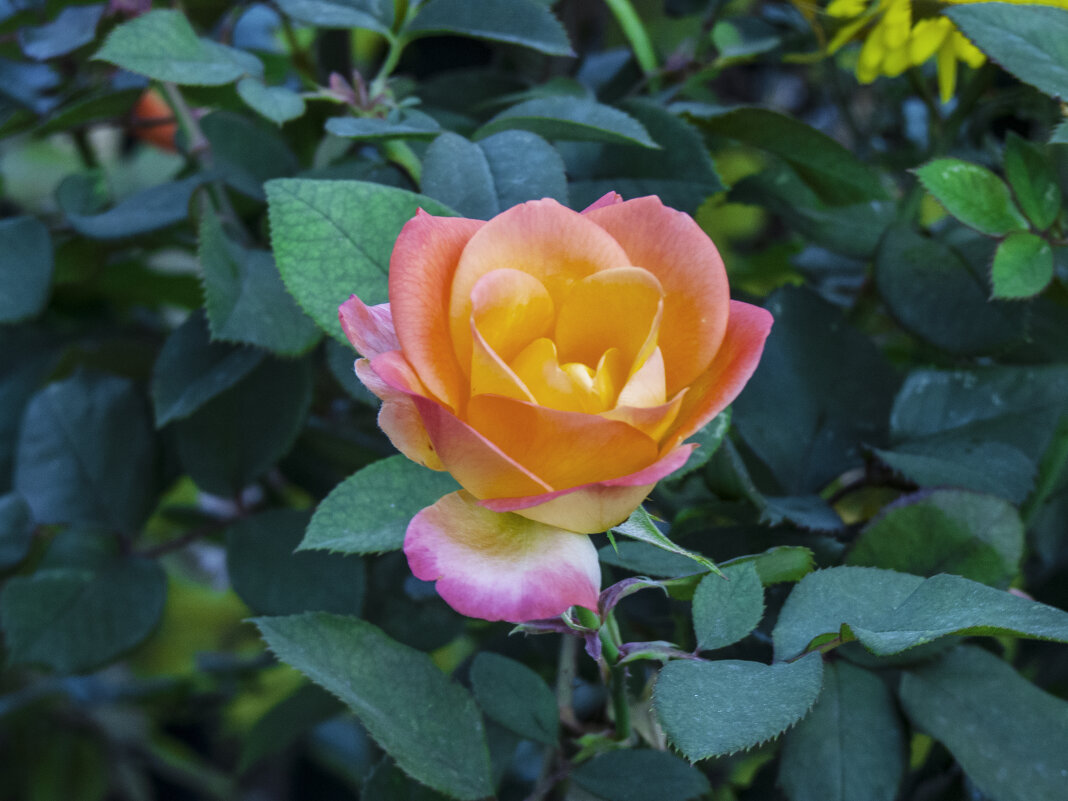 *Флорибунда - Валентин Семчишин *Флорибунда - Валентин Семчишин