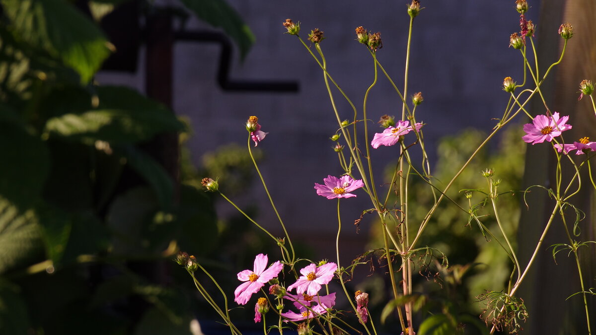 Летние цветы - Сергей Швечков