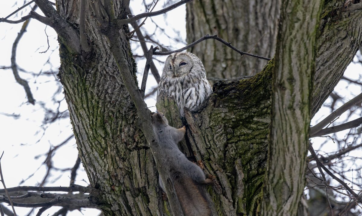 серая неясыть. - юрий макаров серая неясыть. - юрий макаров