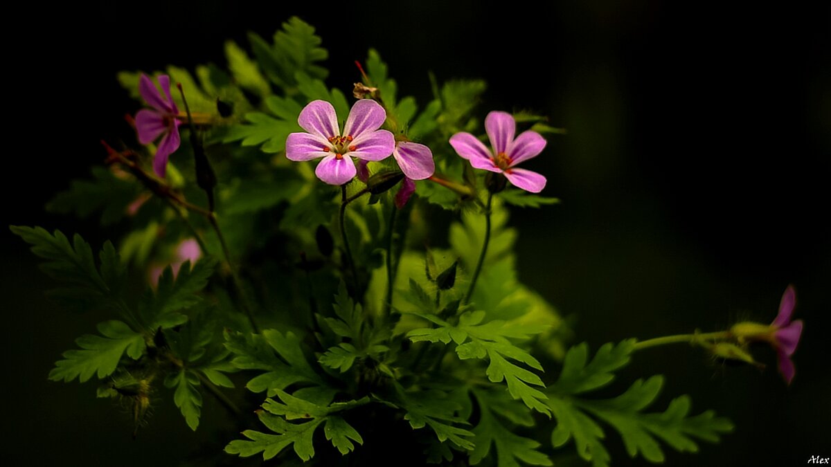 3723 - Alex . 3723 - Alex .