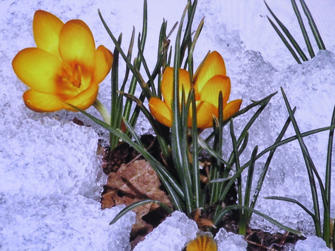 Красота в снегу - Людмила Смородинская Красота в снегу - Людмила Смородинская