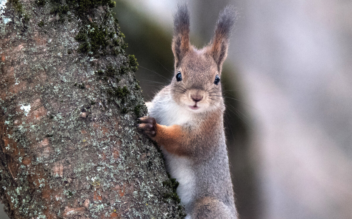 *** - Владимир Безбородов