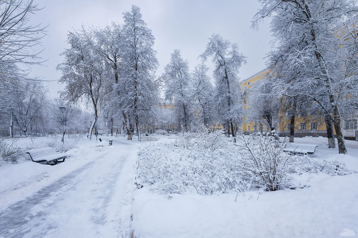 Снежные деревья в городе - Александр Синдерёв