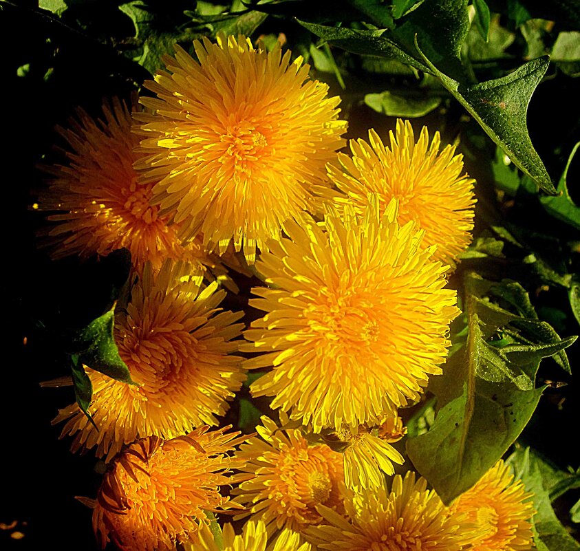 Солнышки весной - Елена Семигина Солнышки весной - Елена Семигина