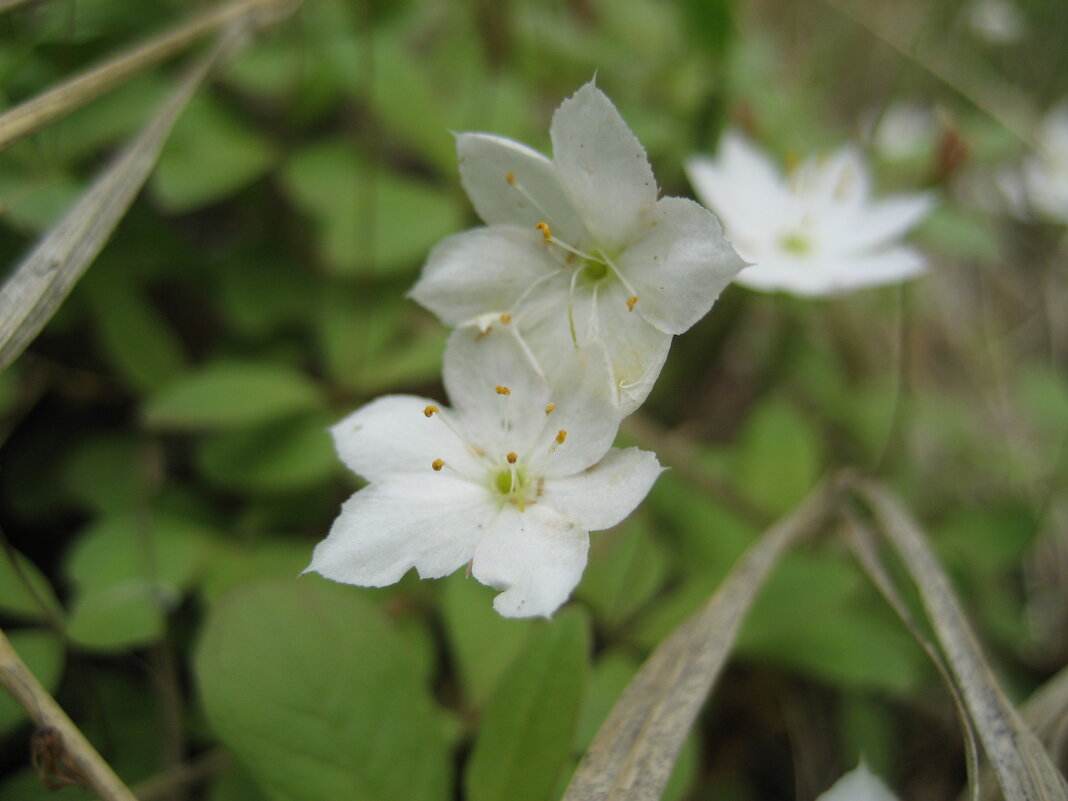 Арктический звездоцвет - Anna Ivanova Арктический звездоцвет - Anna Ivanova