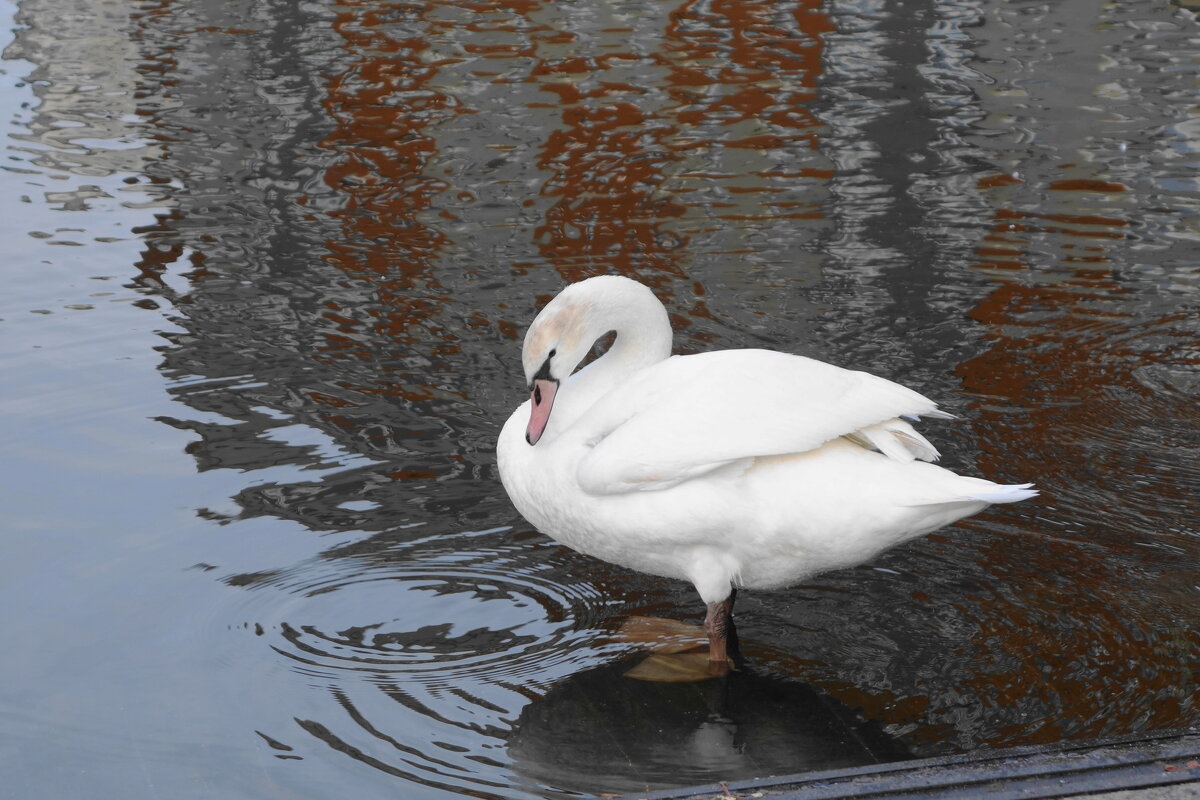 Белый лебедь на пруду - Рита Симонова Белый лебедь на пруду - Рита Симонова