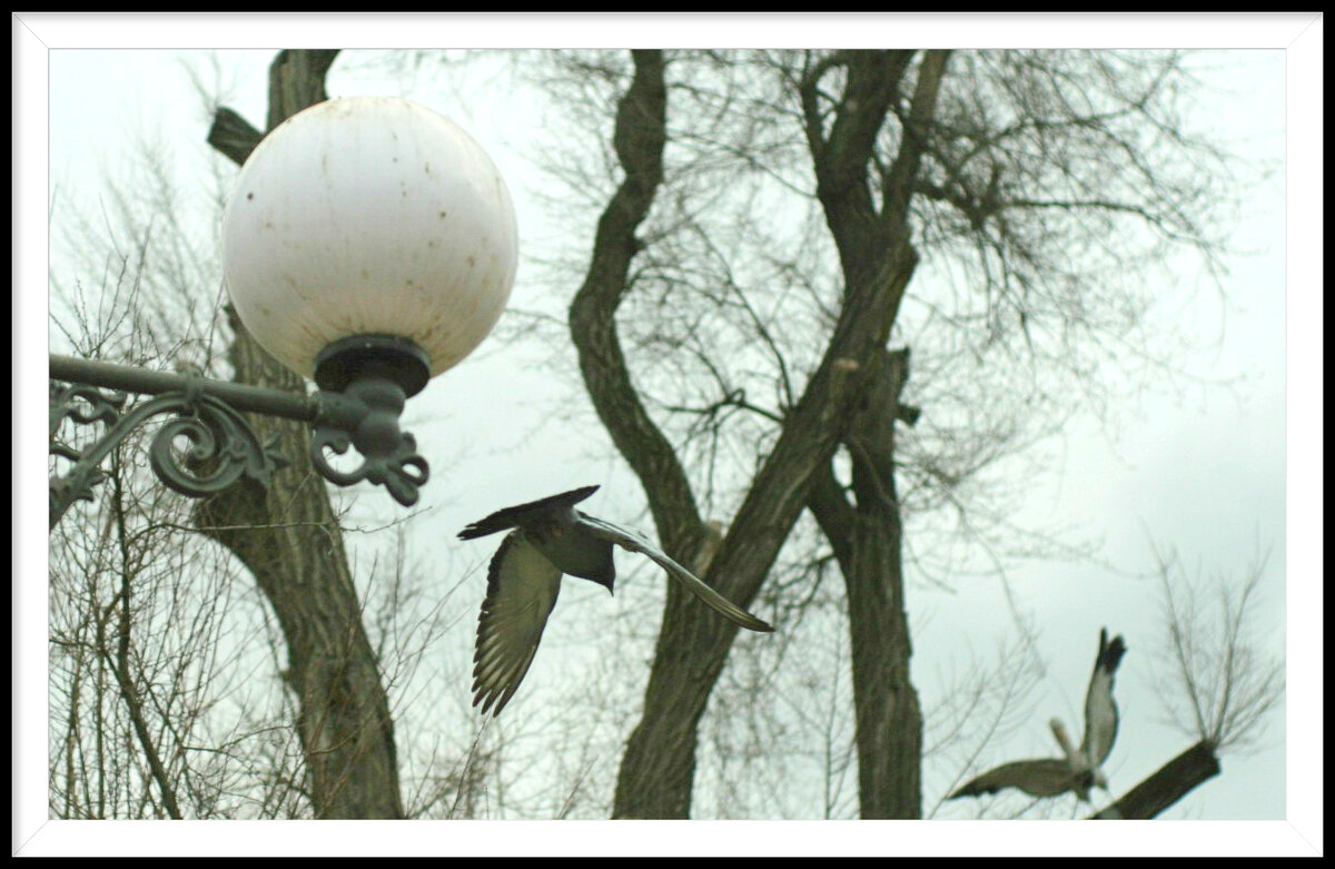 2 - Гонорий Голопупенко