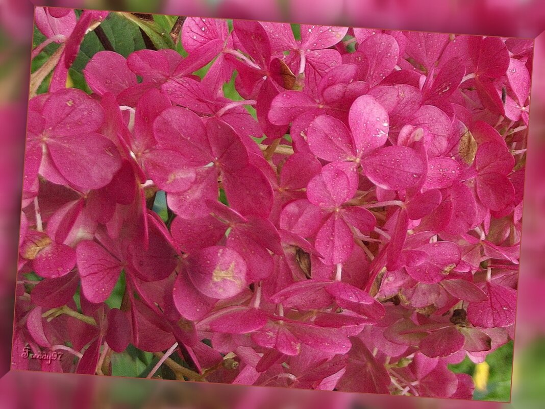 Гортензия - Freddy 97