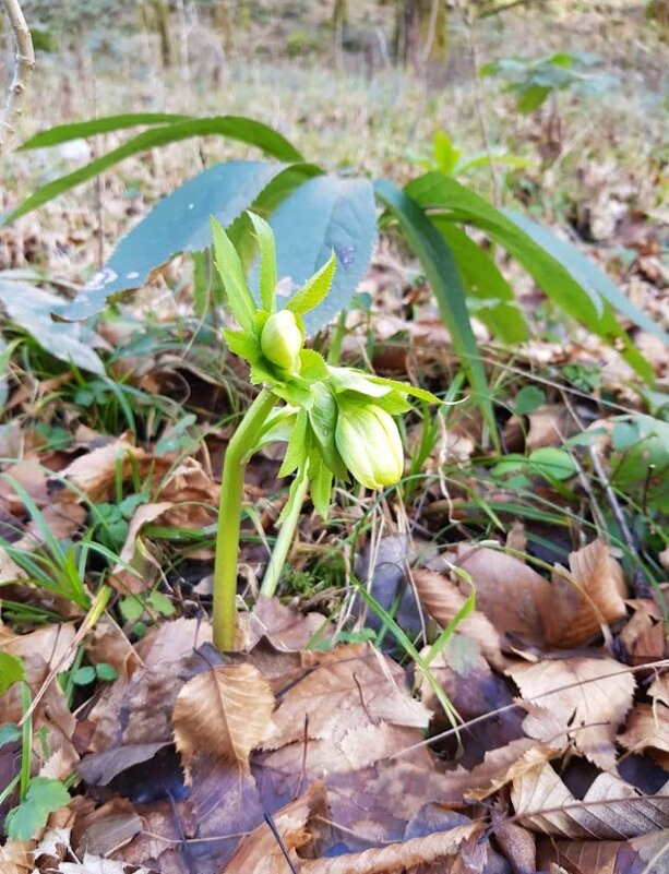 Январь в Сочи - Tata Wolf