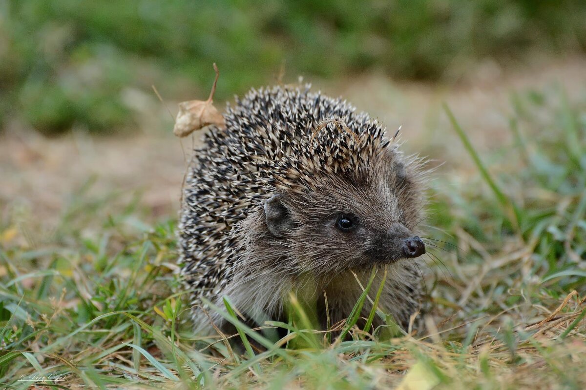 Любопытный гость. - Sergey (Apg)