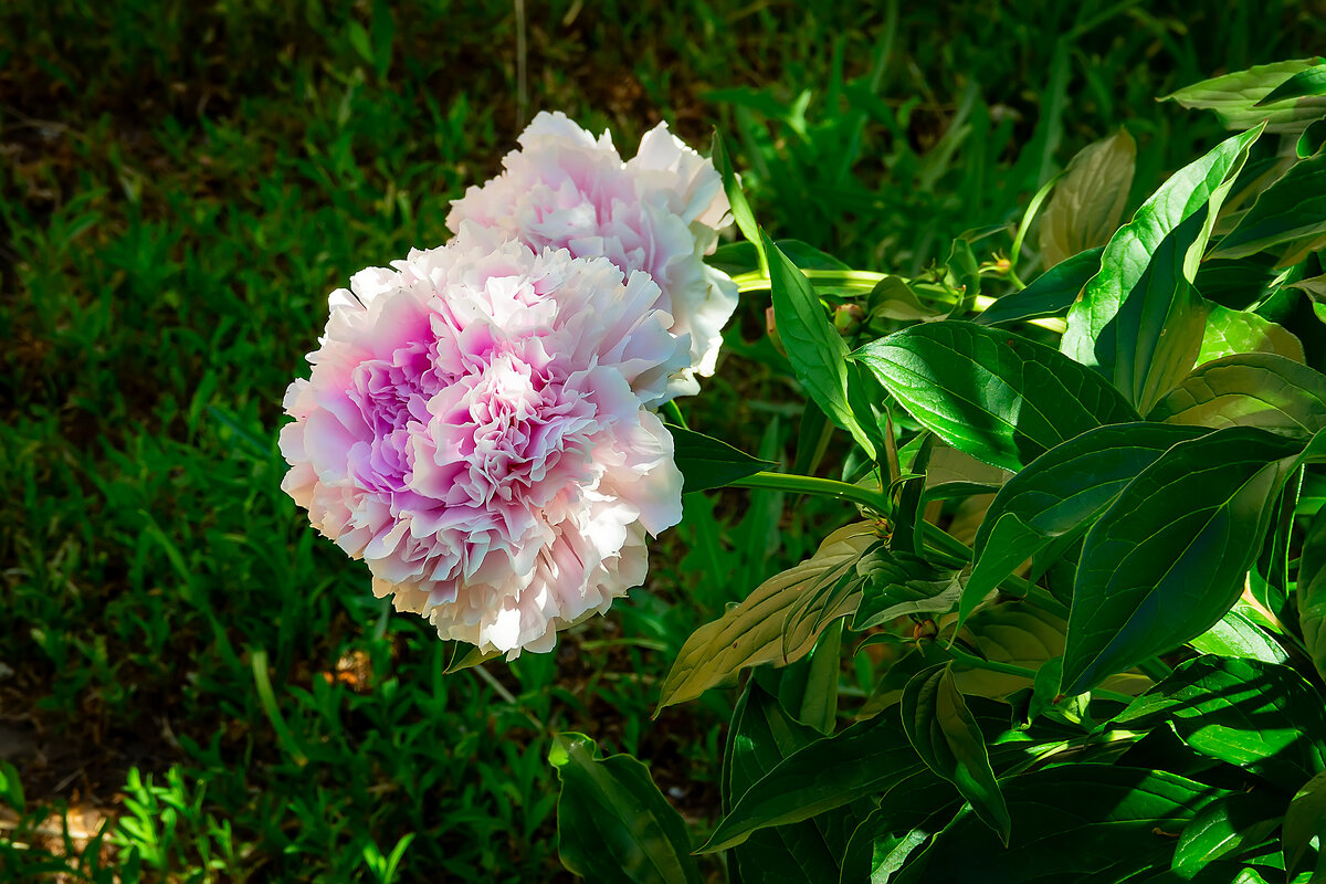 Хризантема - Вячеслав Макшанов Хризантема - Вячеслав Макшанов