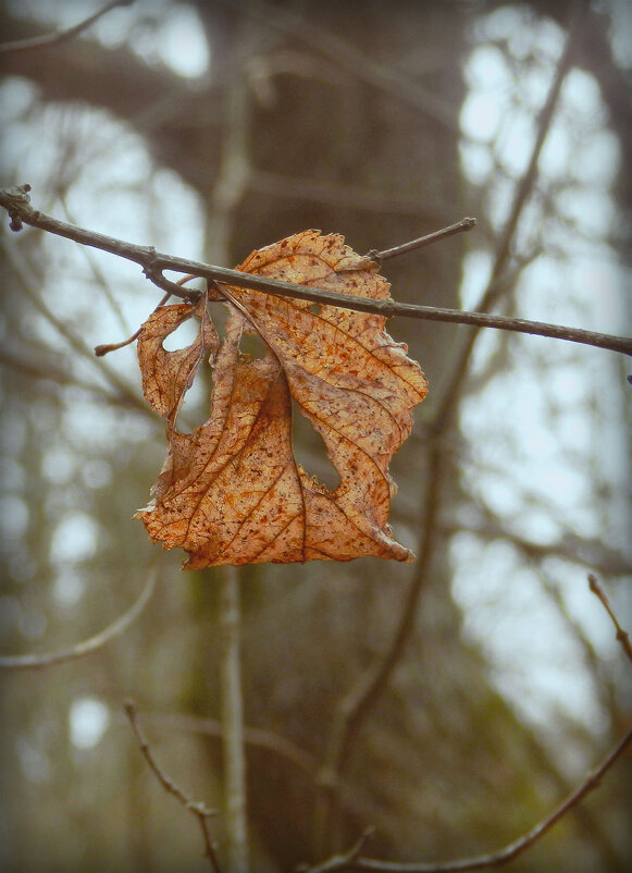 прошлогодний лист - Лера 